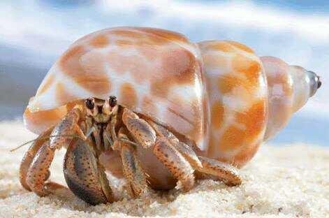 hermit crabs or sea snails — Steemit hermit crabs or sea snails — Steemit