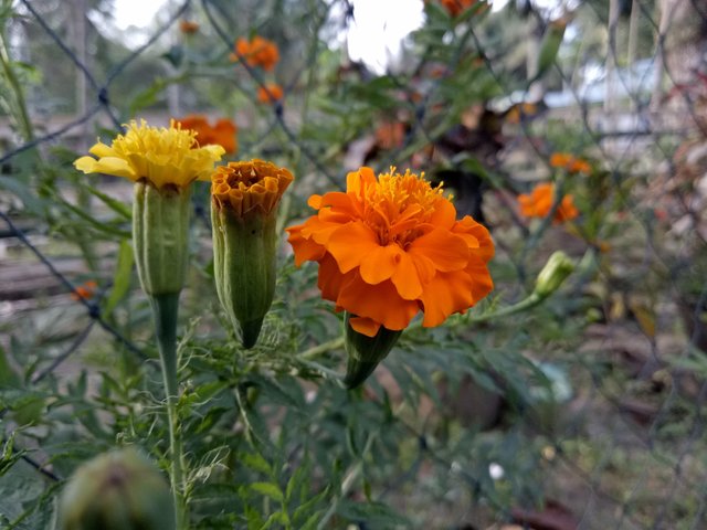 The Beauty Of A Sunflower That Has Two Colors Steemit