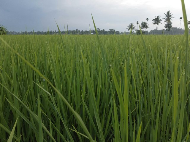 Beutyfull Scenery Of Rice Field Pemandangan Sawah Yang