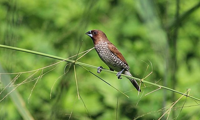 Burung Pipit Makan Apa / Meskipun burung pipit ini tidak.