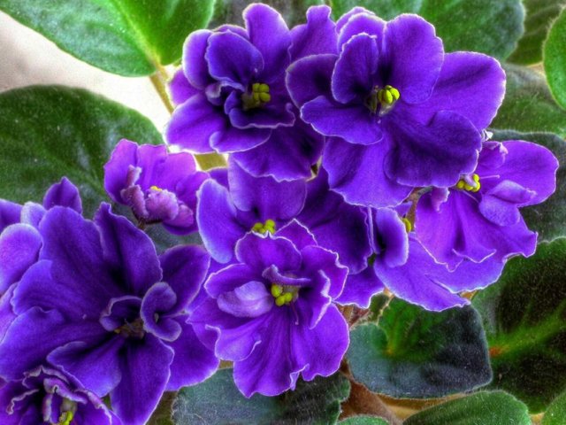 Bunga Violet Steemit
