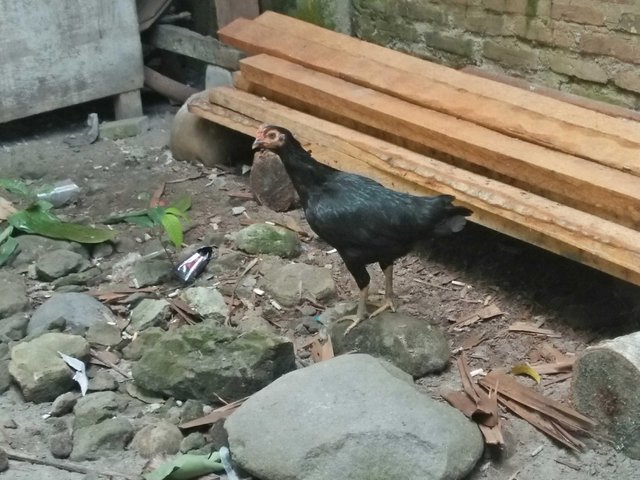 72+ Gambar Ayam Cari Makan Paling Hist 72+ Gambar Ayam Cari Makan Paling Hist