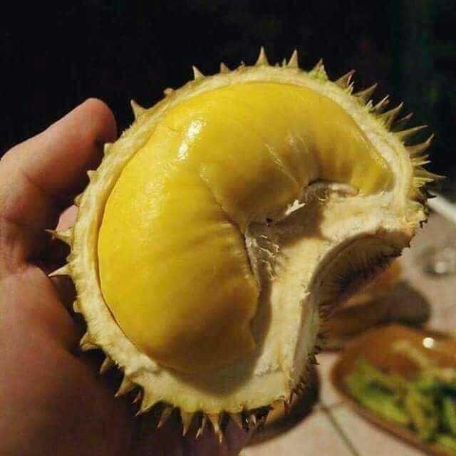 Download 70 Koleksi Gambar Durian Mini Keren Gratis