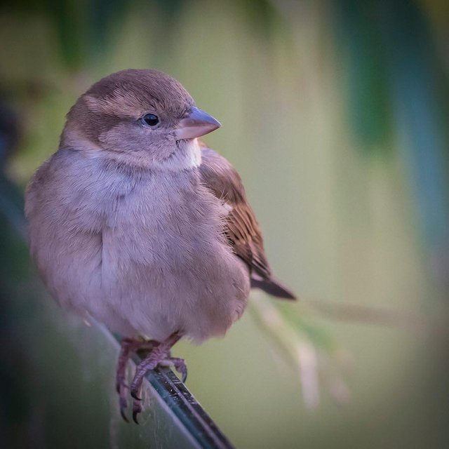 Beautiful Birds Steemit