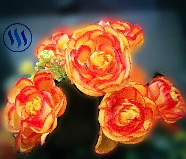 Setangkai Bunga Mawar Berwarna Orange Color Challenge Hari