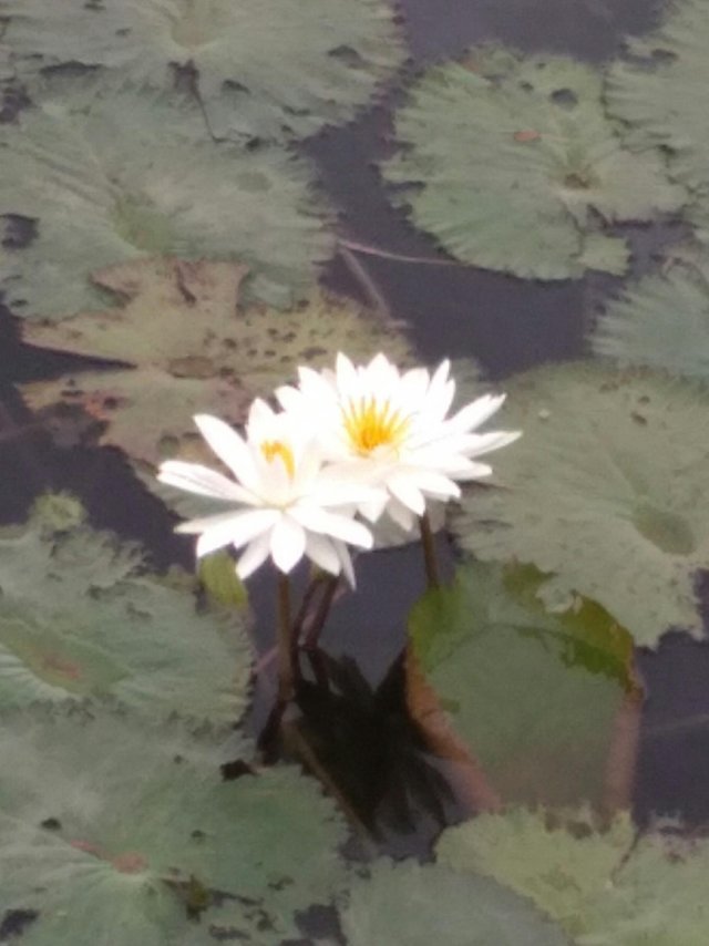 Bunga Lotus Putih Lotus White Flower Steemit