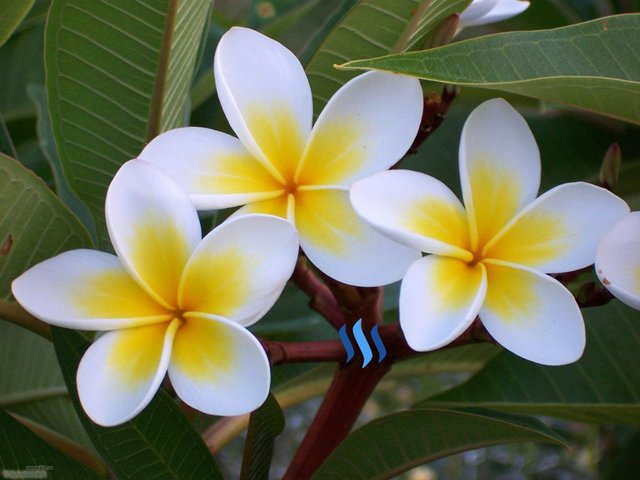 The White Frangipani Flowers Bunga Kamboja Putih Steemit