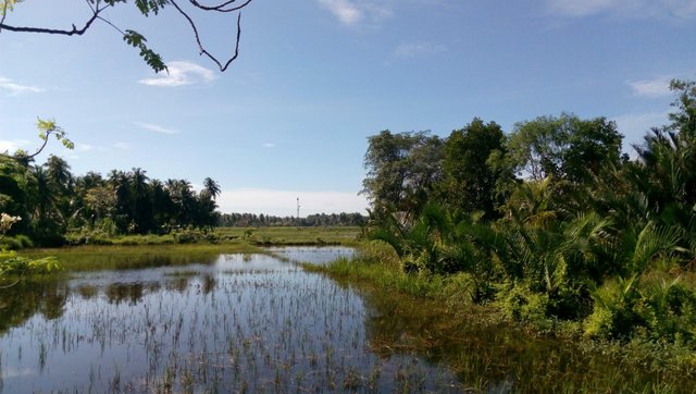 Beautiful Nature This Morning Naturephotography Steemit