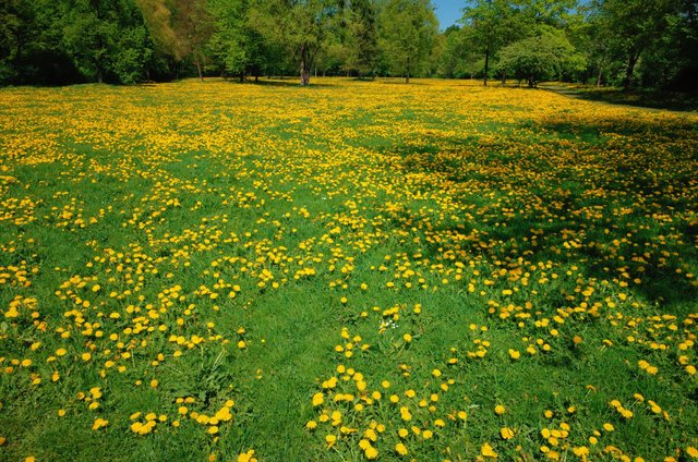 Spring In Munich Steemit