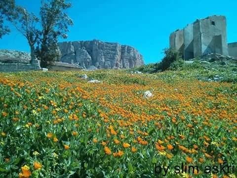 grad brevpapir Kompleks Amazing nature photo in tunisia — Steemit