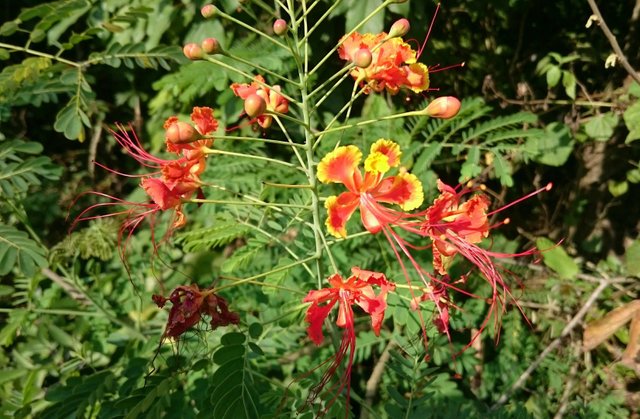 Photography Bunga Merak Yang Cantik Steemit