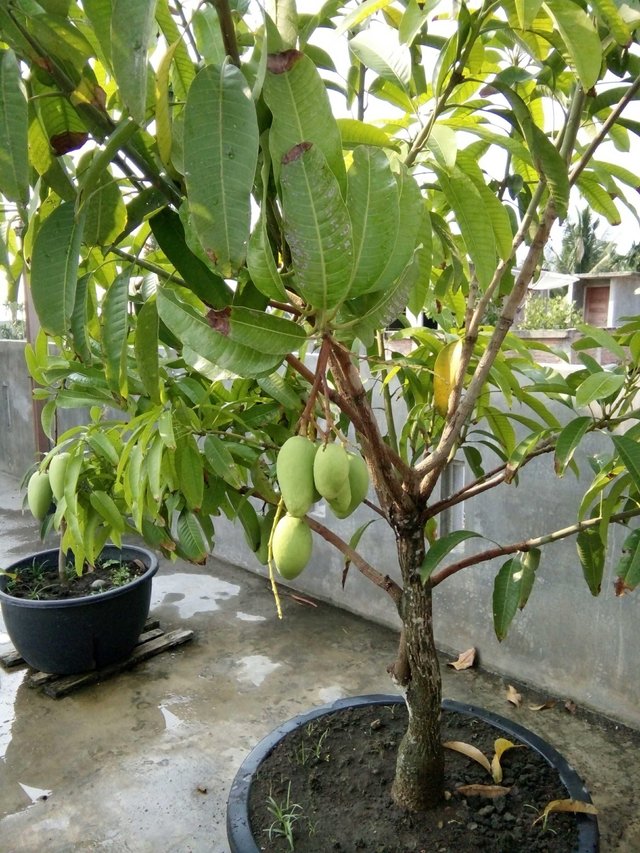 Pohon Mangga Madu Steemit