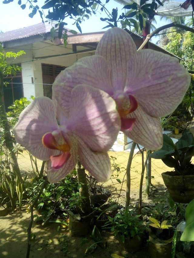 Moon Orchid National Flower Indonesia Best Flower Site