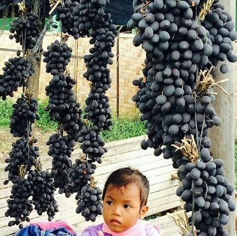 Buah Keranji Steemit