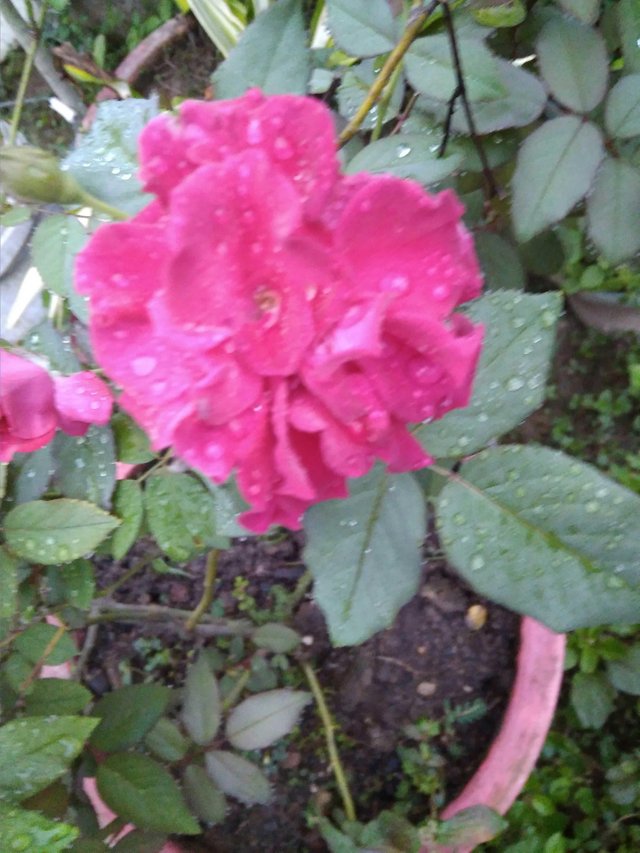 Paling Bagus 22 Gambar Bunga  Mawar  Pink Yang  Indah  