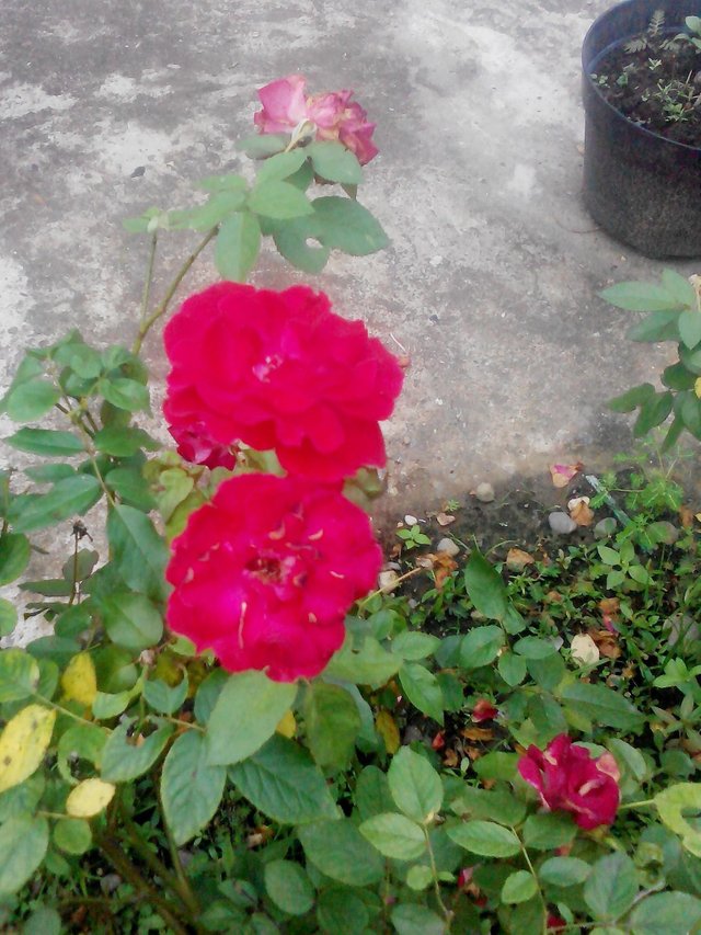 Bunga Mawar Merah Tanda Cinta Steemit