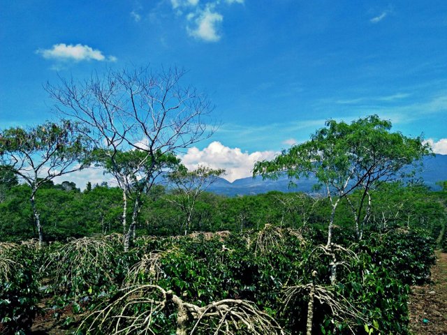 Jenis Tanah Yang Cocok Untuk Tanaman  Kopi  Pintar Mencocokan