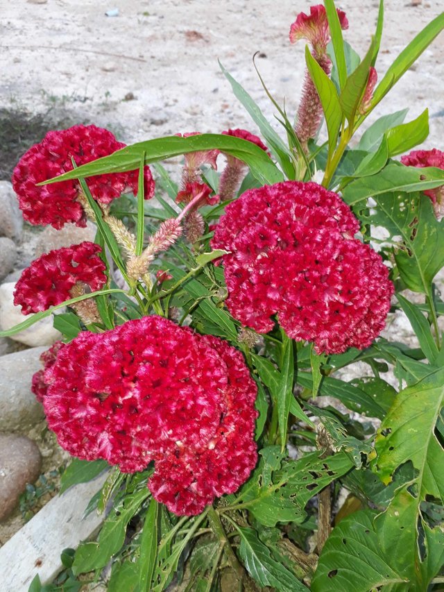 Bunga Warna  Merah  Desainrumahid com