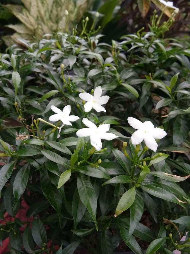 Small White Flowers Bunga Putih Kecil Steemit