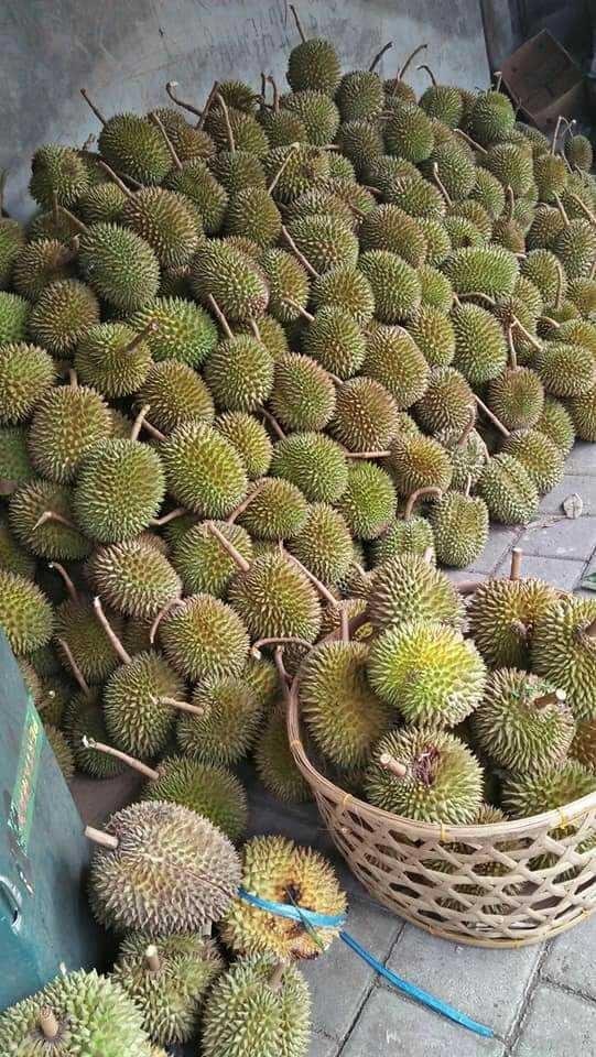 Unduh 42 Gambar Durian Banyak Keren 