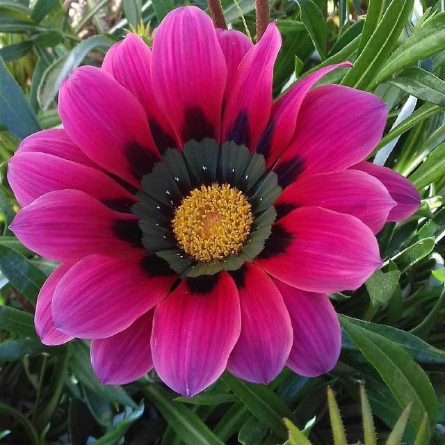 Very Beautiful Flower Steemit