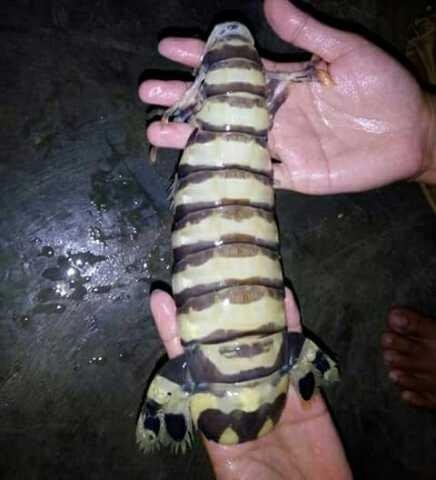 baby slipper lobster