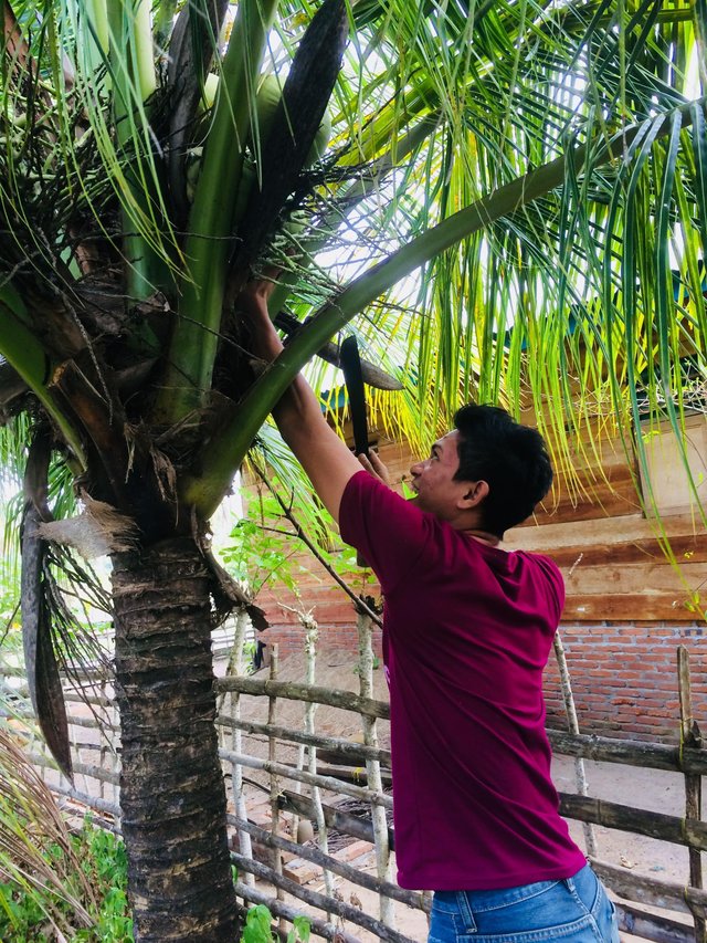 Manfaat Air Kelapa Muda Untuk Pria Dan Kesuburan Pria Steemit