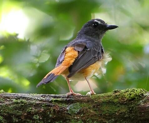 Unduh 50 Gambar Fauna Ceumpala Kuneng Terbaik Gratis