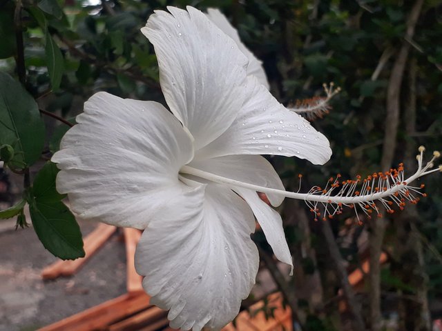Keindahan Bunga Kembang Sepatu Warna Putih Steemit