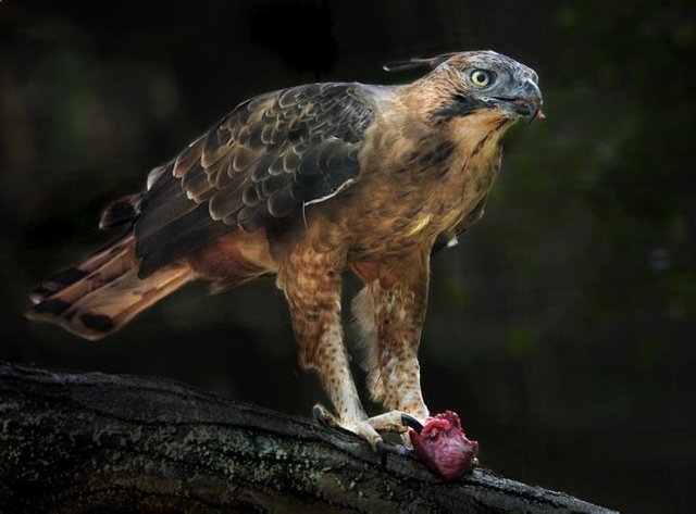 Burung Garuda Simbol Negara Indonesia Dan Tentang Nya Steemit