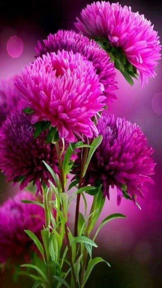 Flores — Steemit Flores — Steemit