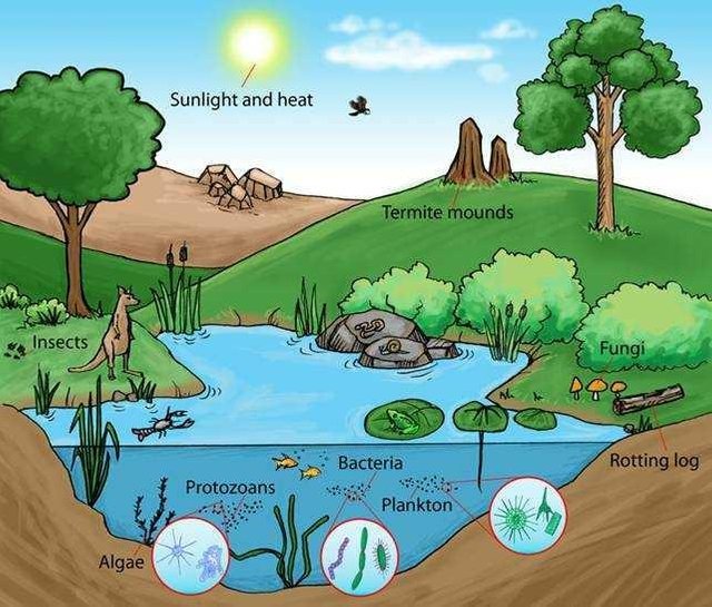 Ecology # 3 [ecology and ecosystems in fresh water have a positive impact  on living things] — Steemit