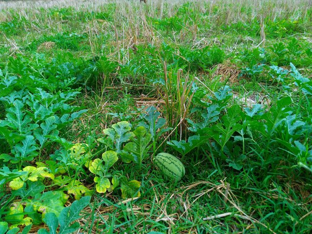 Garden Diary 4 Watermelon Plant Steemit