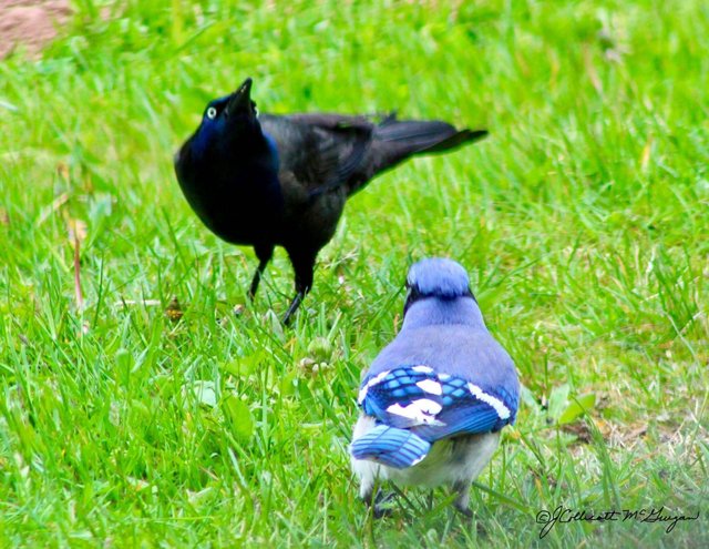 Grackle Vs Crow