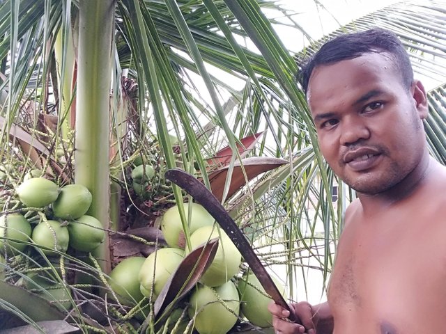Fresh Drinking Of Young Coconut Water And Young Coconut Benefits Segarnya Minum Air Kelapa Muda Dan Manfaat Kelapa Muda Steemit