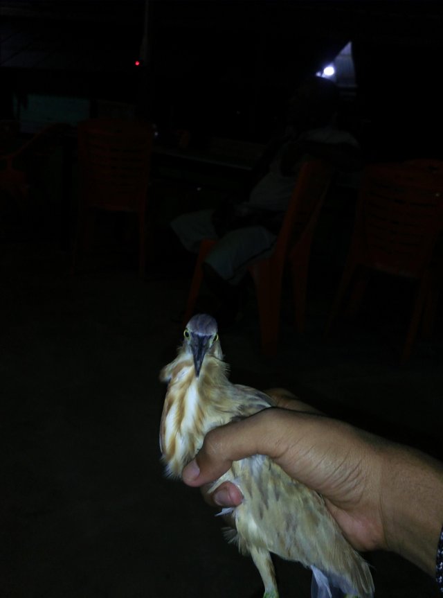 Burung Bakoh Sawah Steemit