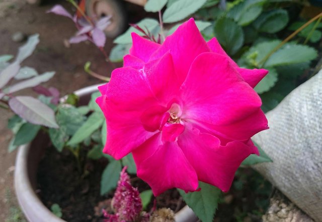 Bunga Mawar Merah Cantik Di Taman Mini Steemit