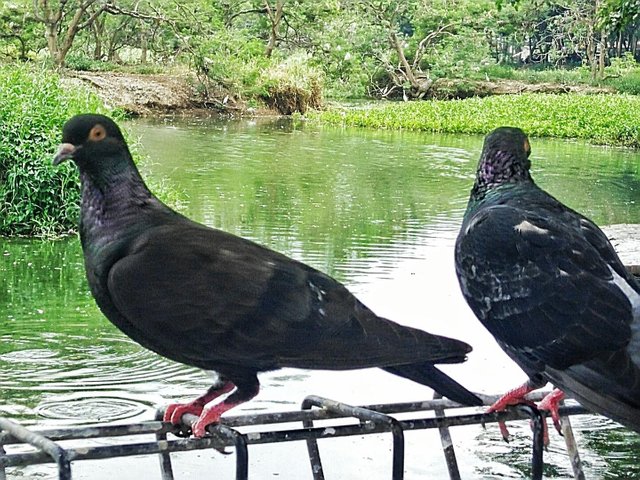 Burung Merpati Dara Steemit