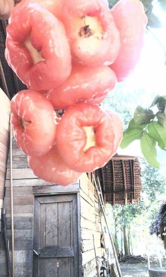 Dahsyatnya Manfaat Jambu Air Untuk Ibu Hamil Steemit