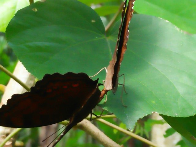 A Pair Of Butterflies Steemit