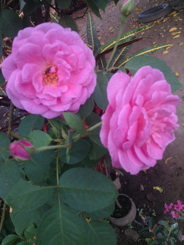 Fantastis 23 Bunga  Mawar Warna  Pink  Gambar Bunga  Indah