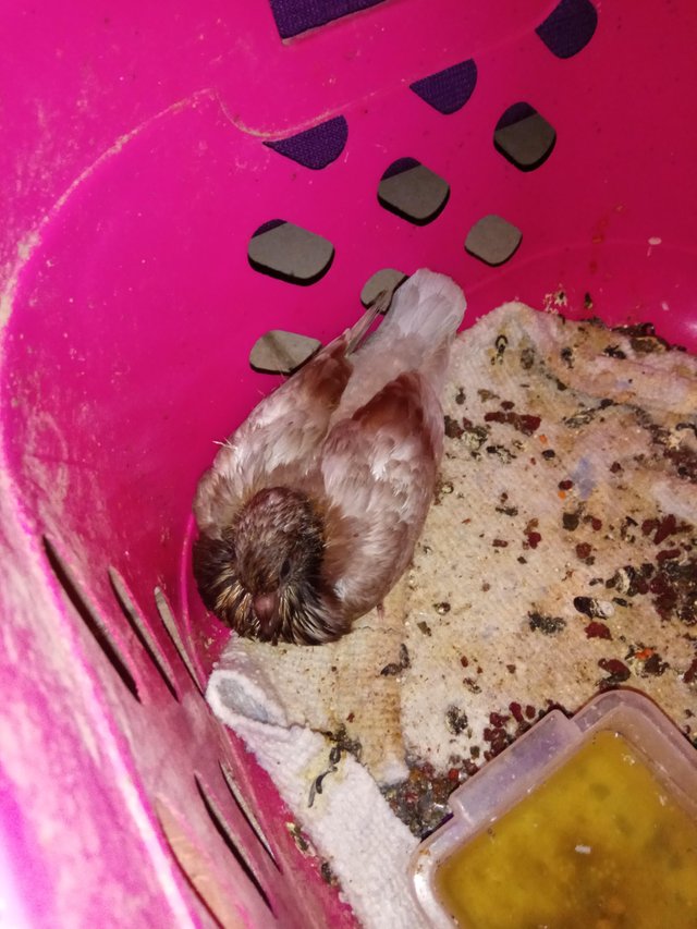 Baby Pigeons Day 7 Steemit