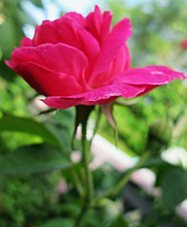Fotografi Bunga Mawar Merah Steemit
