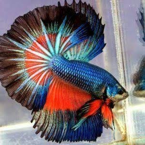 Betta Sp Ikan Cupang Steemit