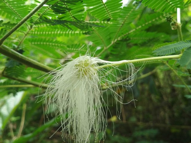 seven kinds of white flowers with different shapes \u2014 Steemit
