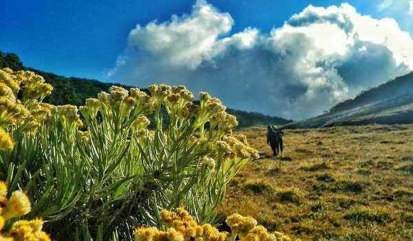 15 Interesting Facts Edelweiss Flowers Not Many People Know Steemit