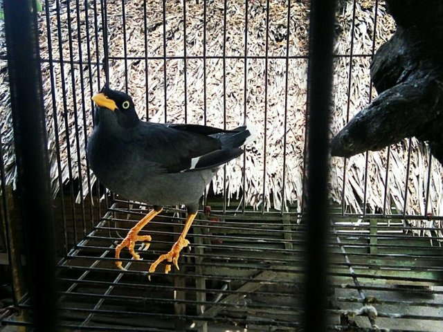 Burung Beo Sebagai Burung Hias Steemit
