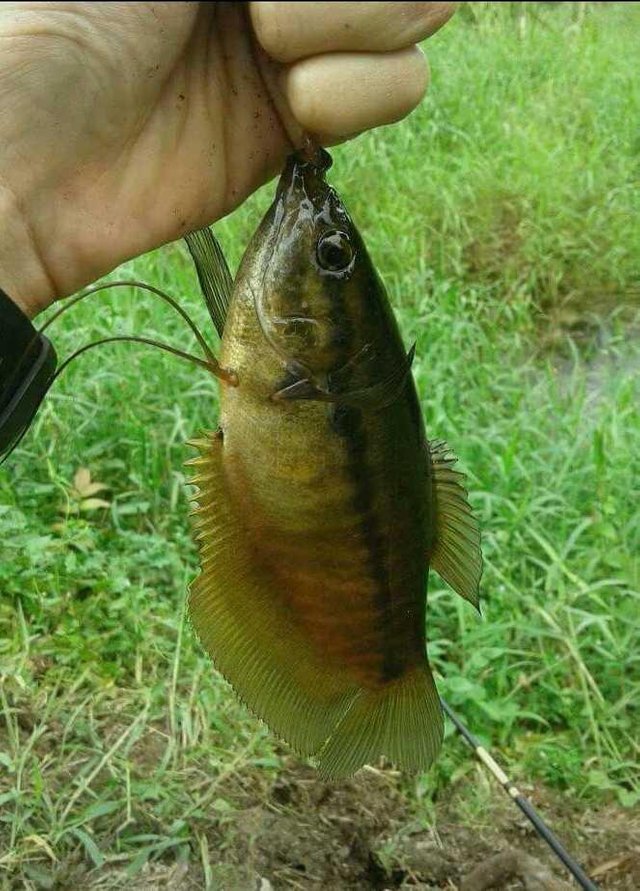 Mancing Ikan Sepat Steemit