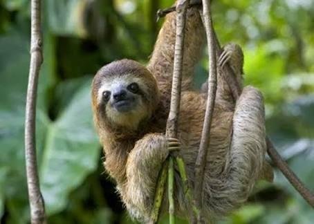 4 Slowest Animals In The World Steemit