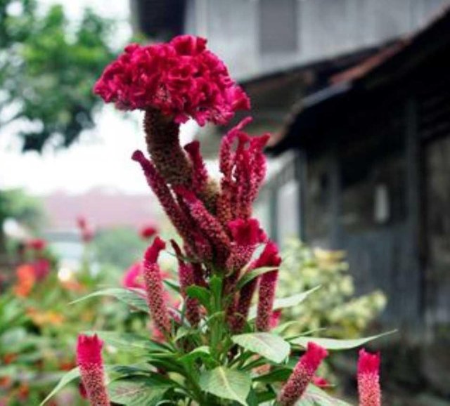 Paling Populer 26+ Gambar Bunga Jengger Ayam Merah ...